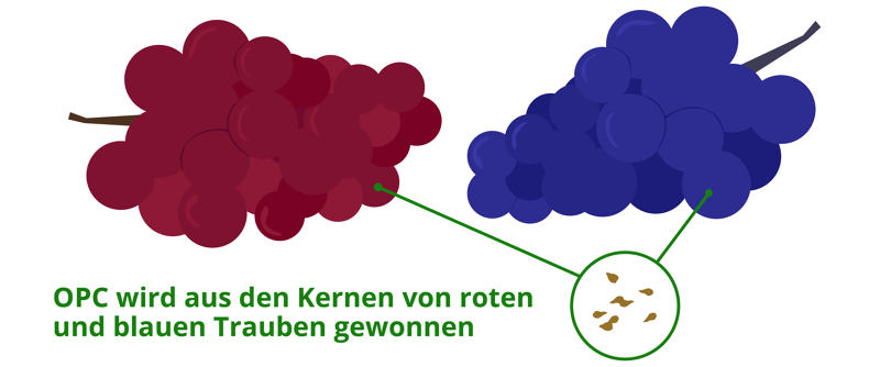 Trauben sind  OPC Lieferant